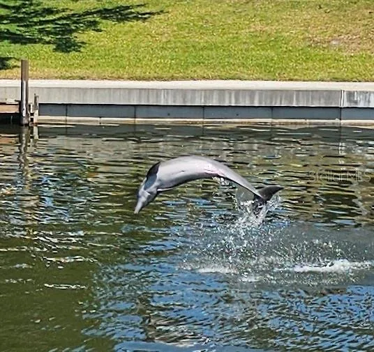 Your Backyard has visitors.